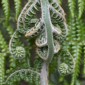 Tree Fern