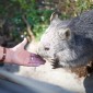 Wombat