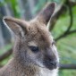 wallaby