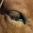 Horse Eye