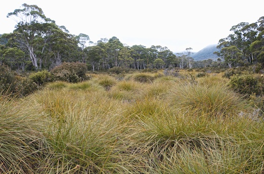 button grass