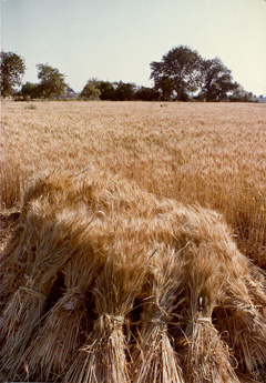 wheat field